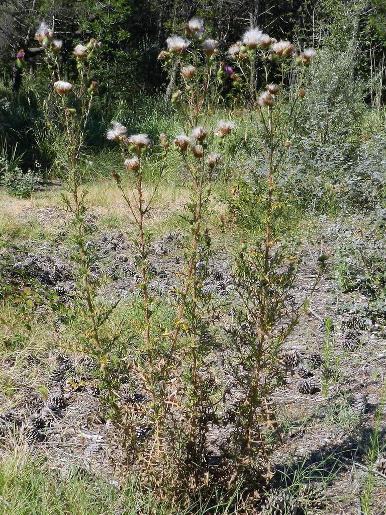 Cirsium vulgare